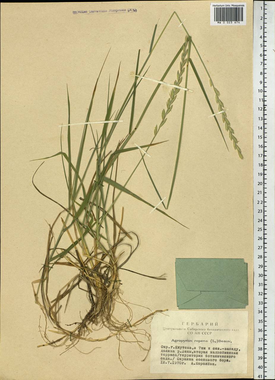 Elymus repens (L.) Gould, Siberia, Yakutia (S5) (Russia)