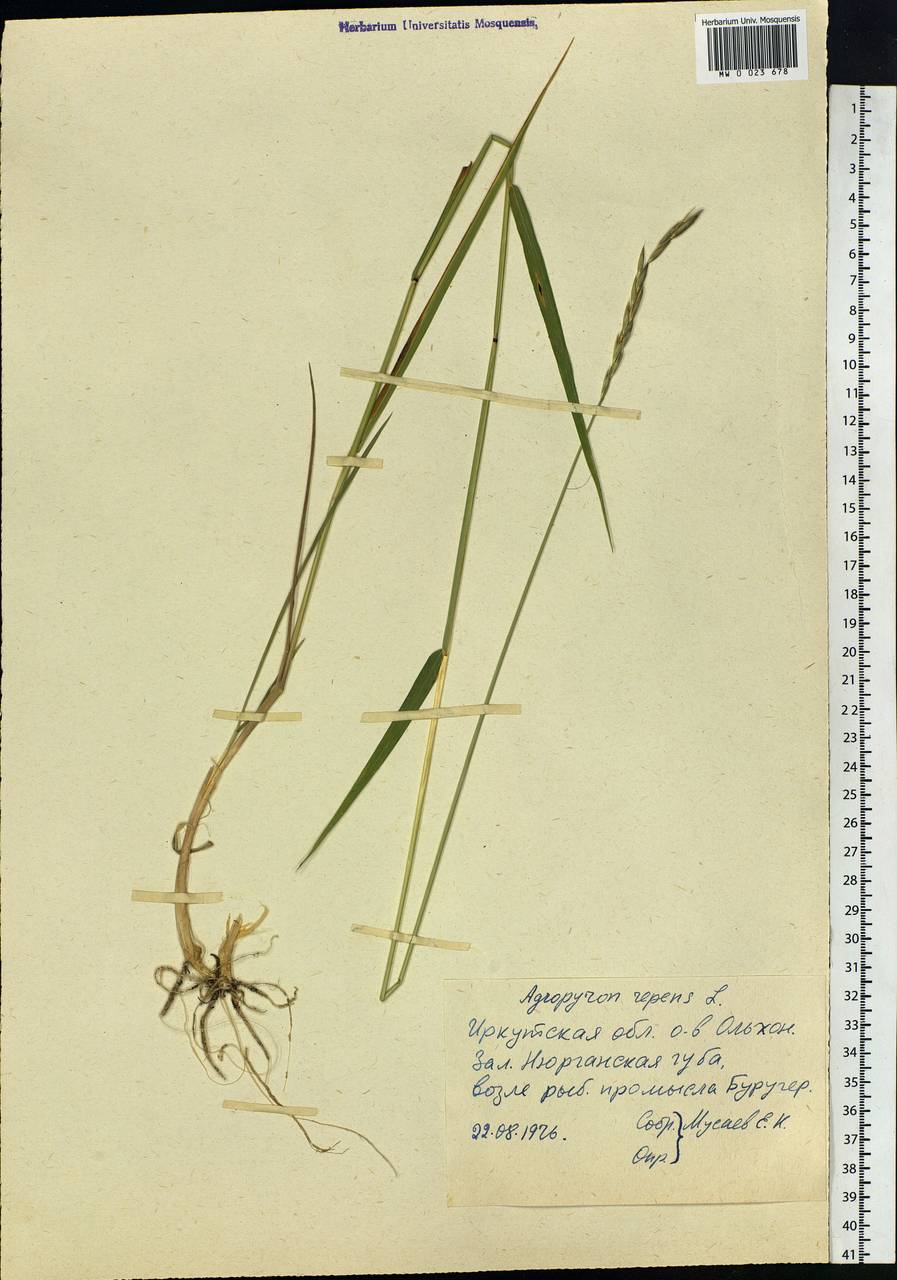 Elymus repens (L.) Gould, Siberia, Baikal & Transbaikal region (S4) (Russia)