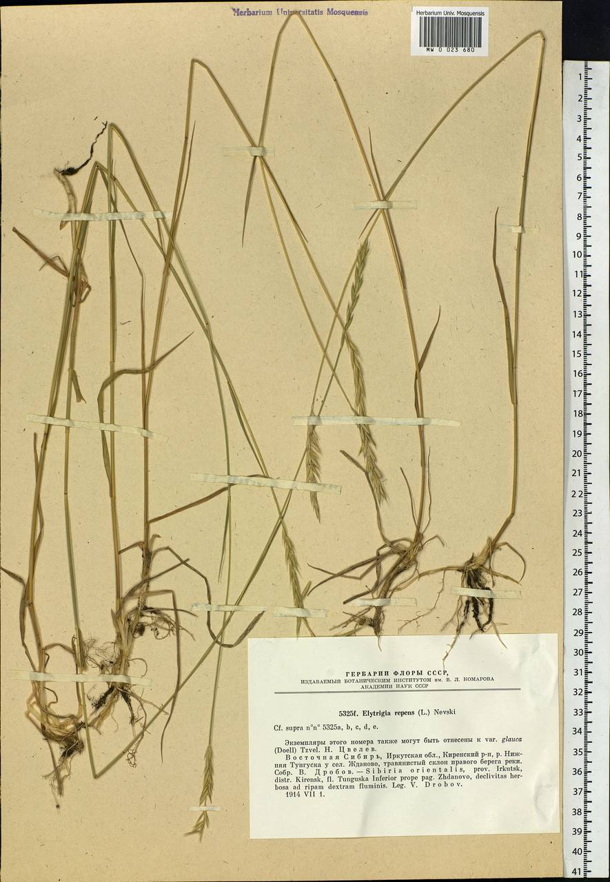 Elymus repens (L.) Gould, Siberia, Baikal & Transbaikal region (S4) (Russia)