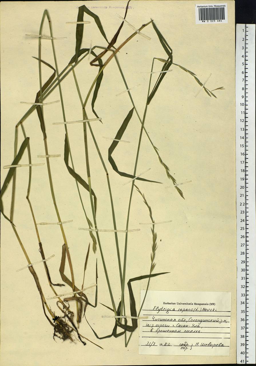 Elymus repens (L.) Gould, Siberia, Baikal & Transbaikal region (S4) (Russia)
