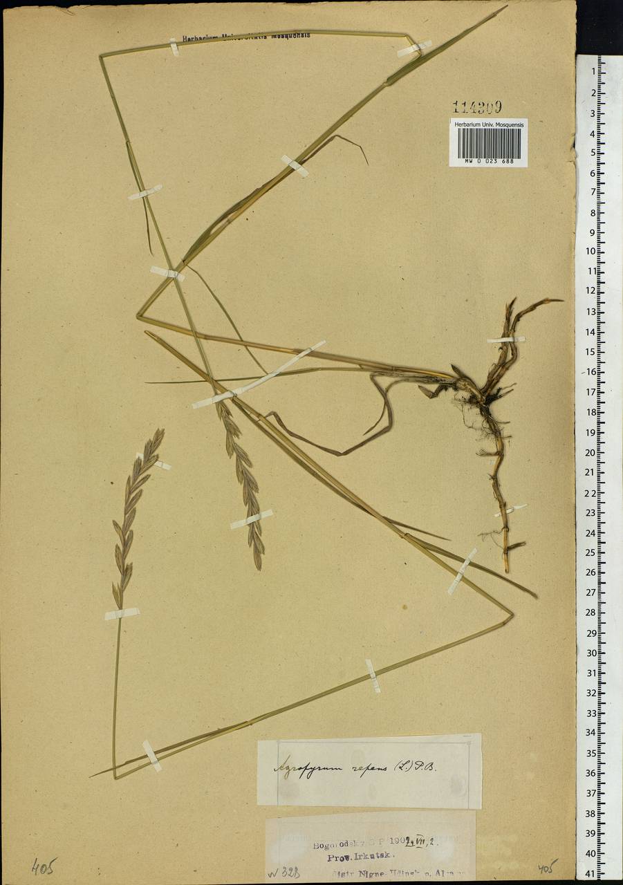 Elymus repens (L.) Gould, Siberia, Baikal & Transbaikal region (S4) (Russia)