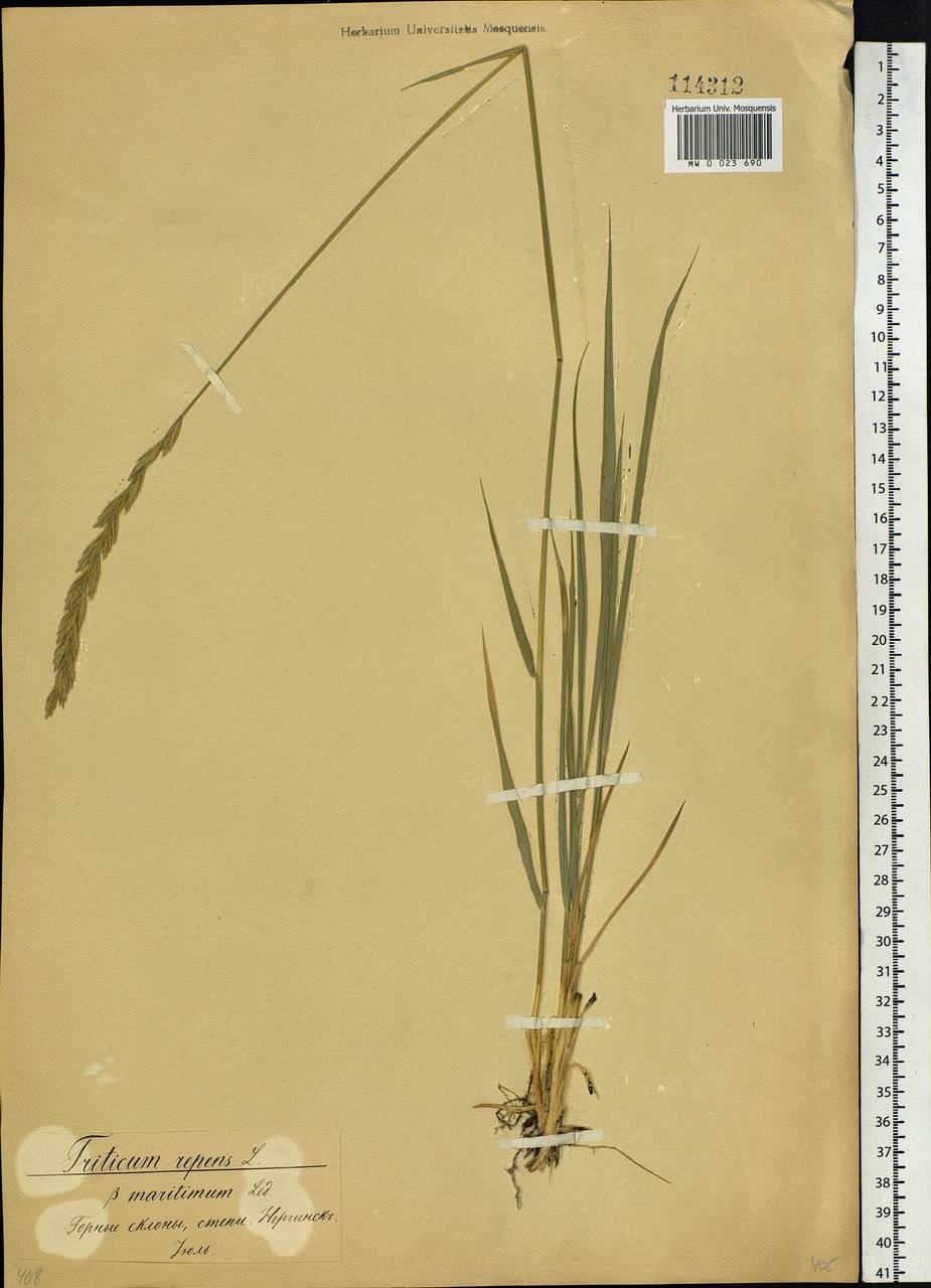 Elymus repens (L.) Gould, Siberia, Baikal & Transbaikal region (S4) (Russia)