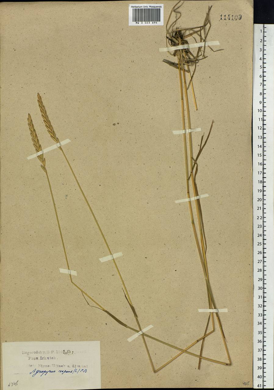 Elymus repens (L.) Gould, Siberia, Baikal & Transbaikal region (S4) (Russia)