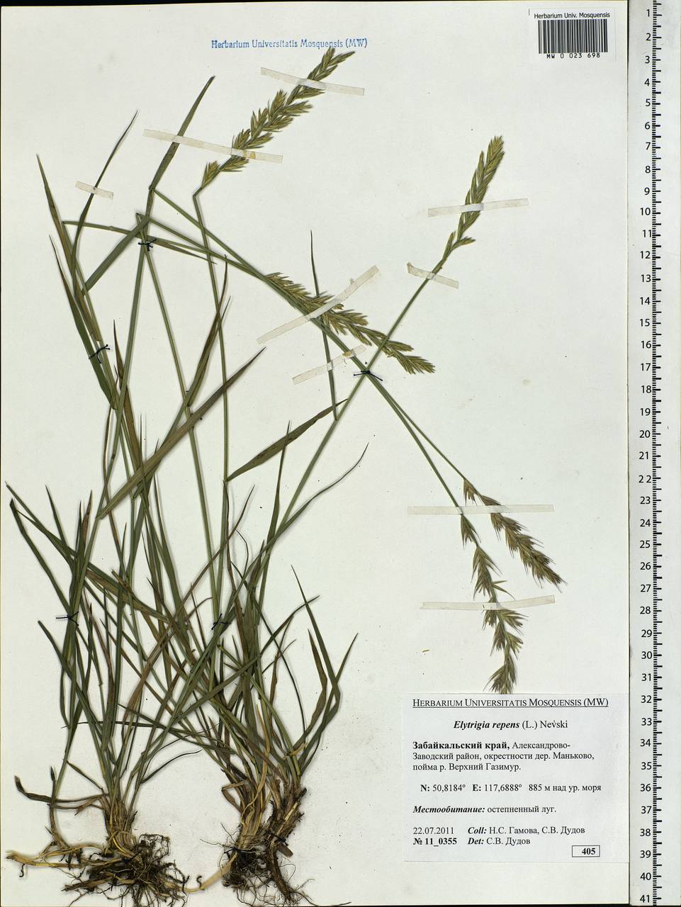 Elymus repens (L.) Gould, Siberia, Baikal & Transbaikal region (S4) (Russia)