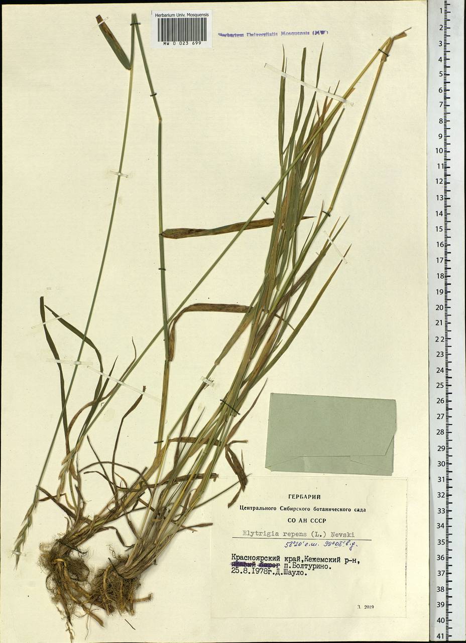 Elymus repens (L.) Gould, Siberia, Central Siberia (S3) (Russia)