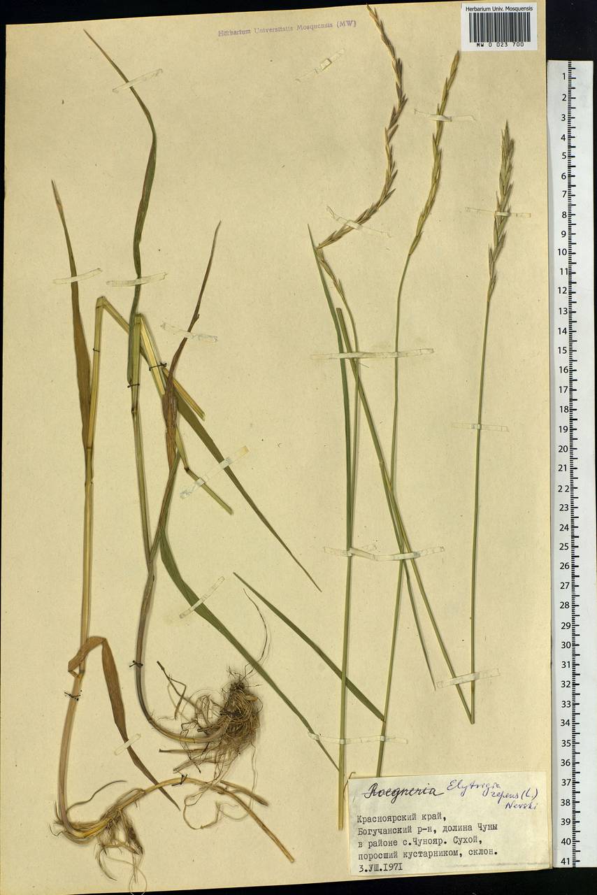 Elymus repens (L.) Gould, Siberia, Central Siberia (S3) (Russia)