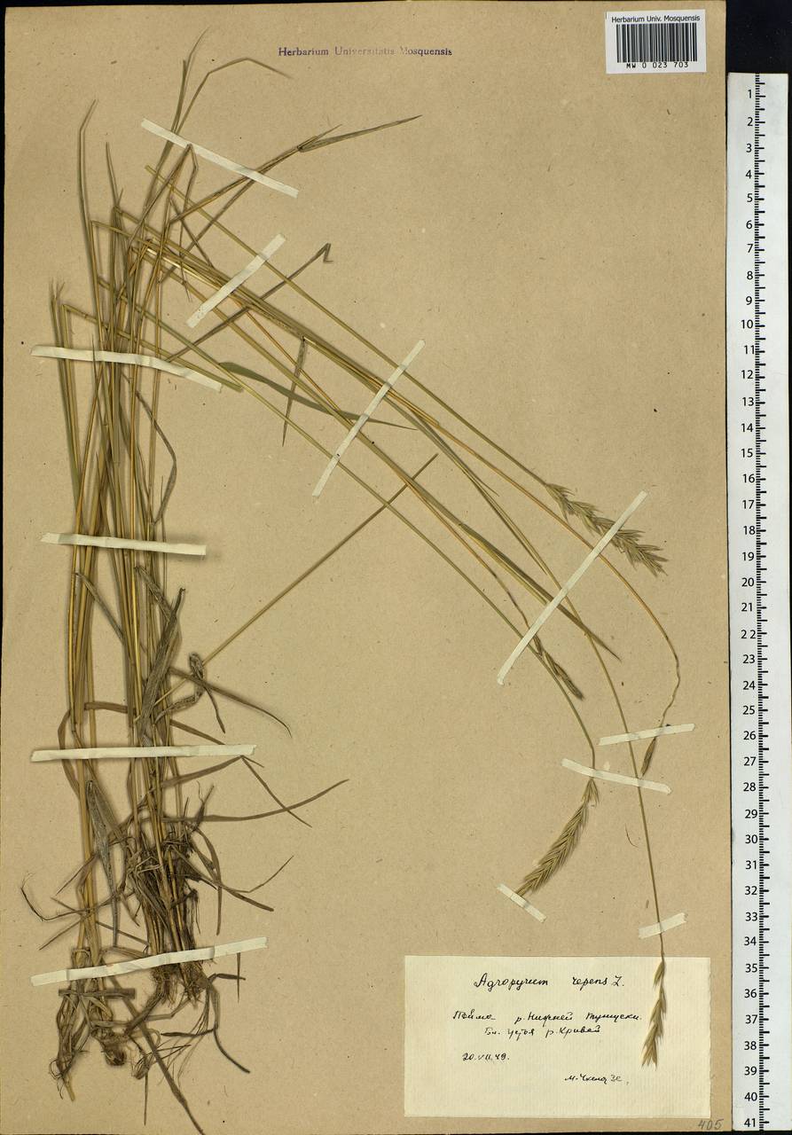 Elymus repens (L.) Gould, Siberia, Baikal & Transbaikal region (S4) (Russia)