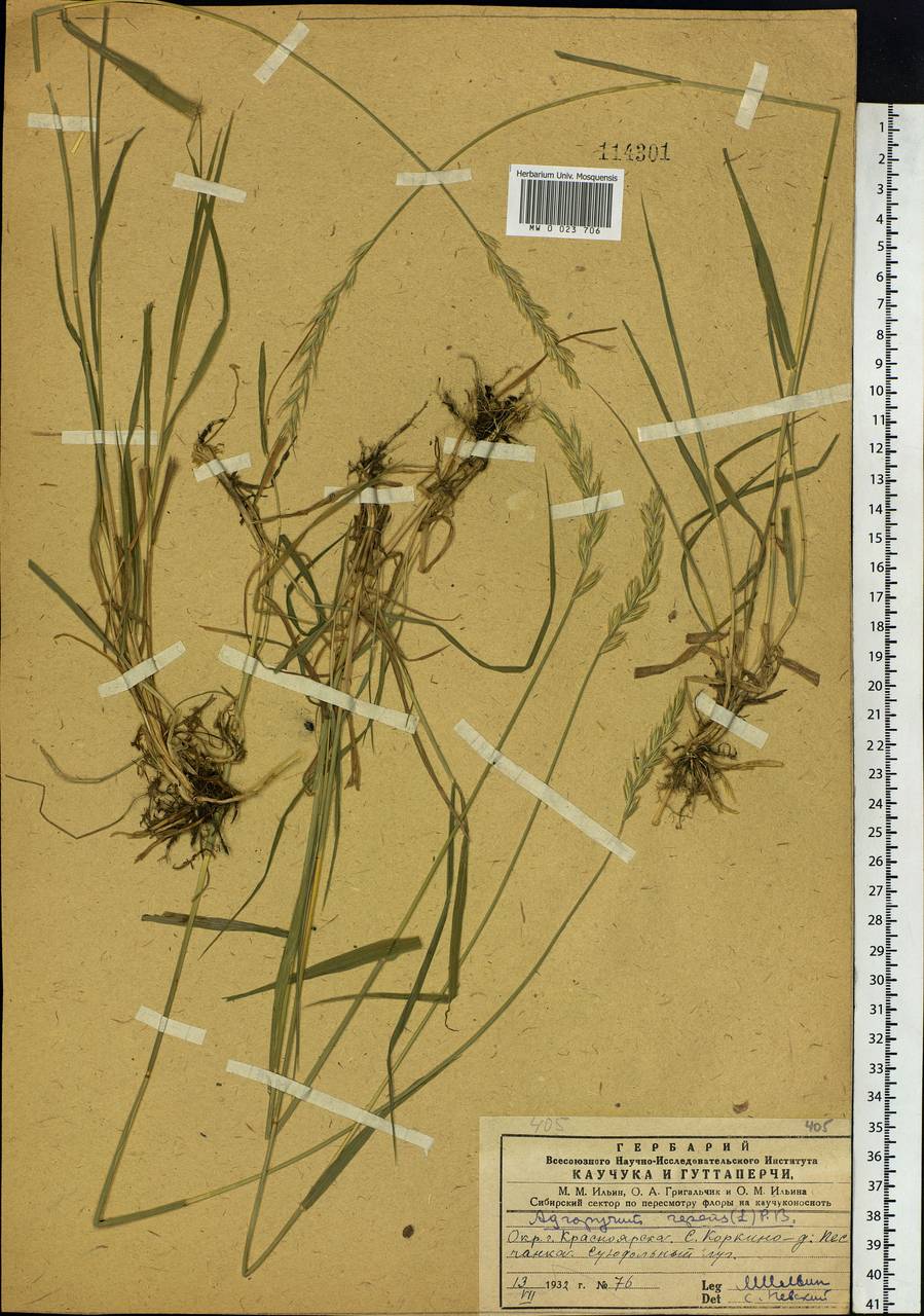 Elymus repens (L.) Gould, Siberia, Central Siberia (S3) (Russia)