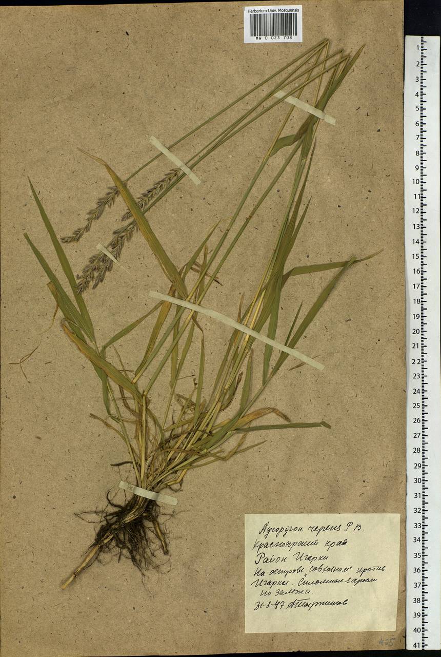 Elymus repens (L.) Gould, Siberia, Central Siberia (S3) (Russia)