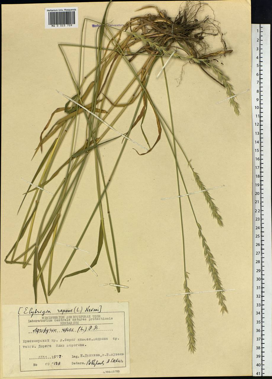 Elymus repens (L.) Gould, Siberia, Central Siberia (S3) (Russia)