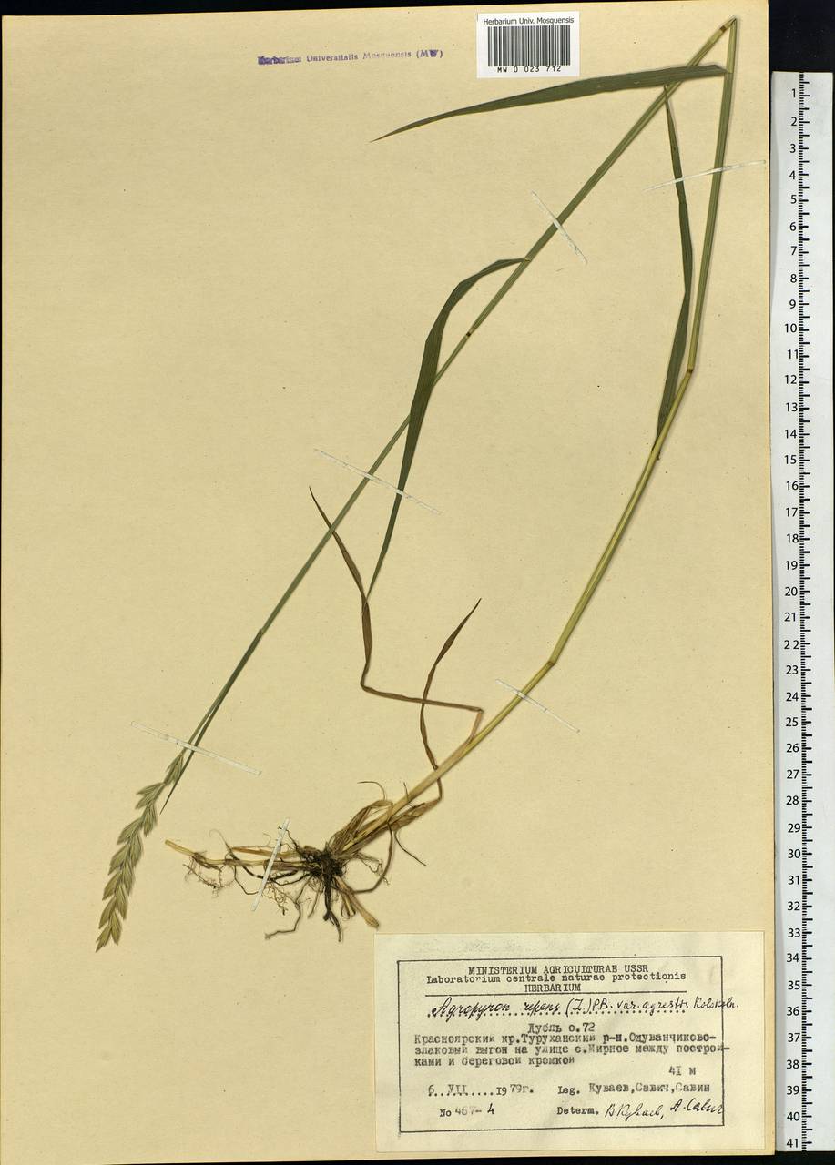 Elymus repens (L.) Gould, Siberia, Central Siberia (S3) (Russia)