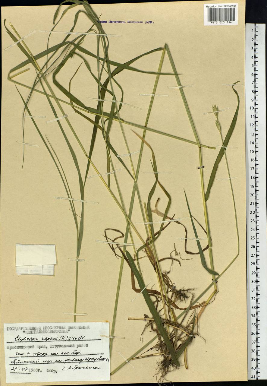 Elymus repens (L.) Gould, Siberia, Central Siberia (S3) (Russia)