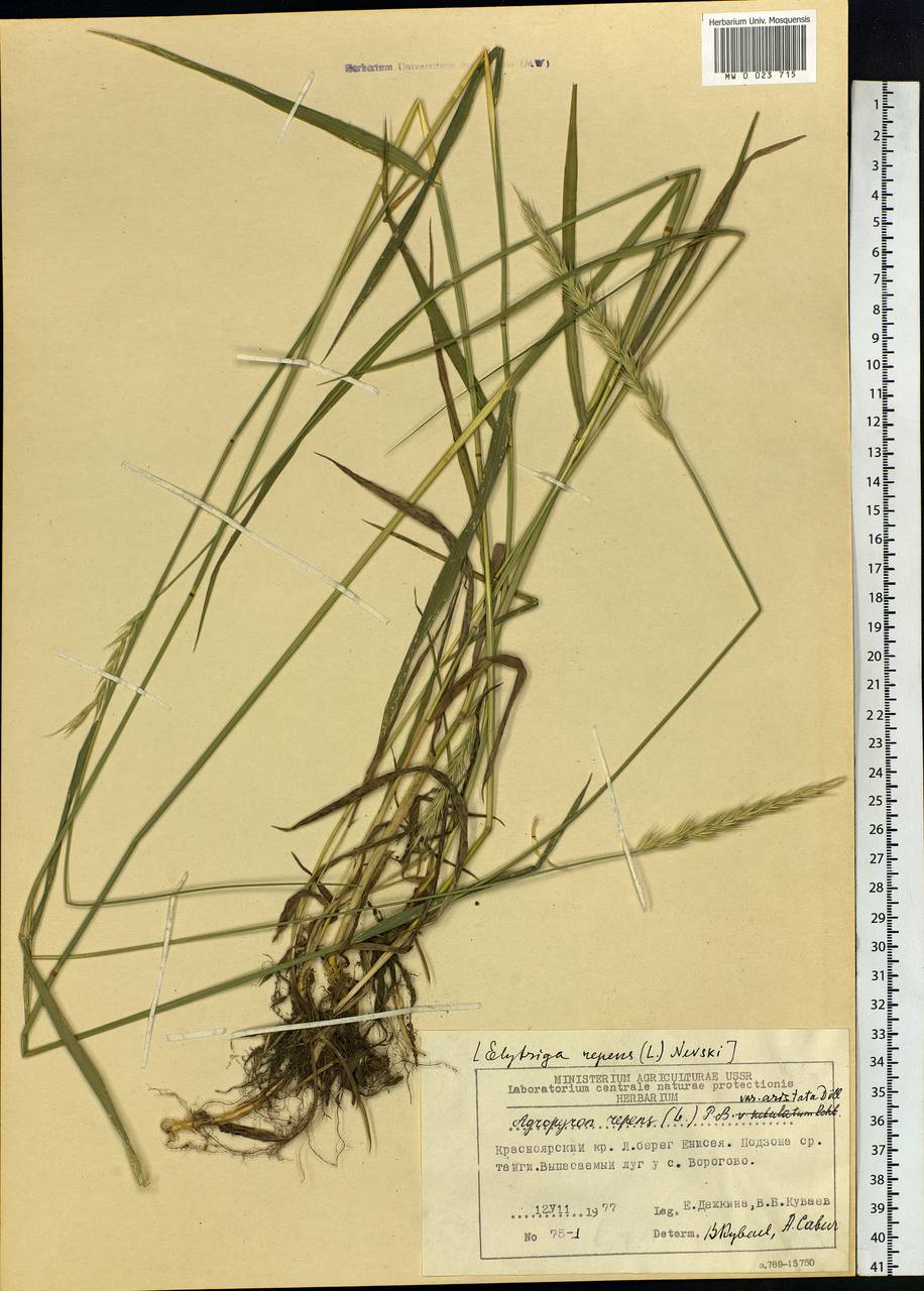 Elymus repens (L.) Gould, Siberia, Central Siberia (S3) (Russia)