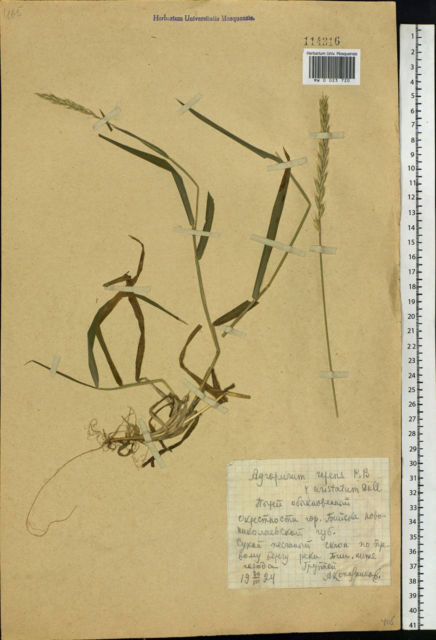 Elymus repens (L.) Gould, Siberia, Altai & Sayany Mountains (S2) (Russia)