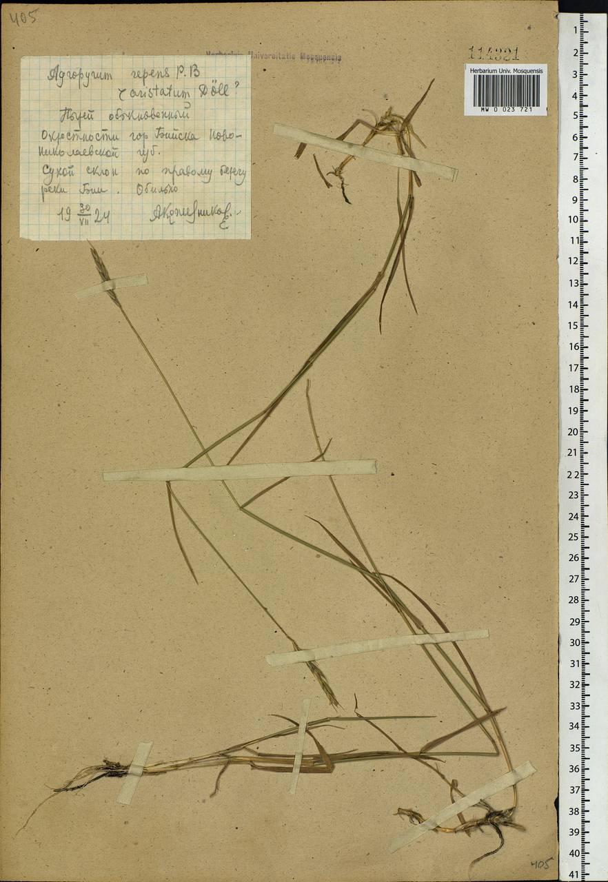 Elymus repens (L.) Gould, Siberia, Altai & Sayany Mountains (S2) (Russia)