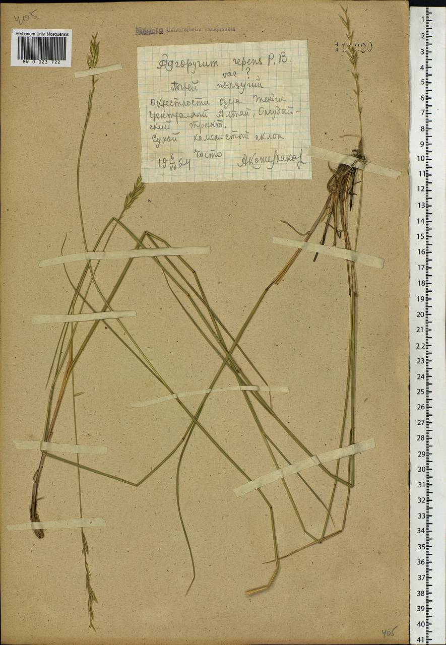 Elymus repens (L.) Gould, Siberia, Altai & Sayany Mountains (S2) (Russia)