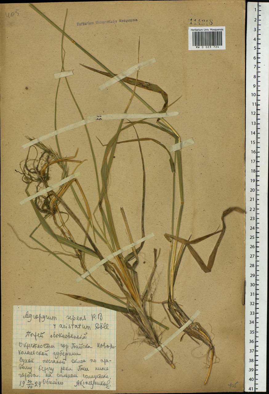 Elymus repens (L.) Gould, Siberia, Altai & Sayany Mountains (S2) (Russia)