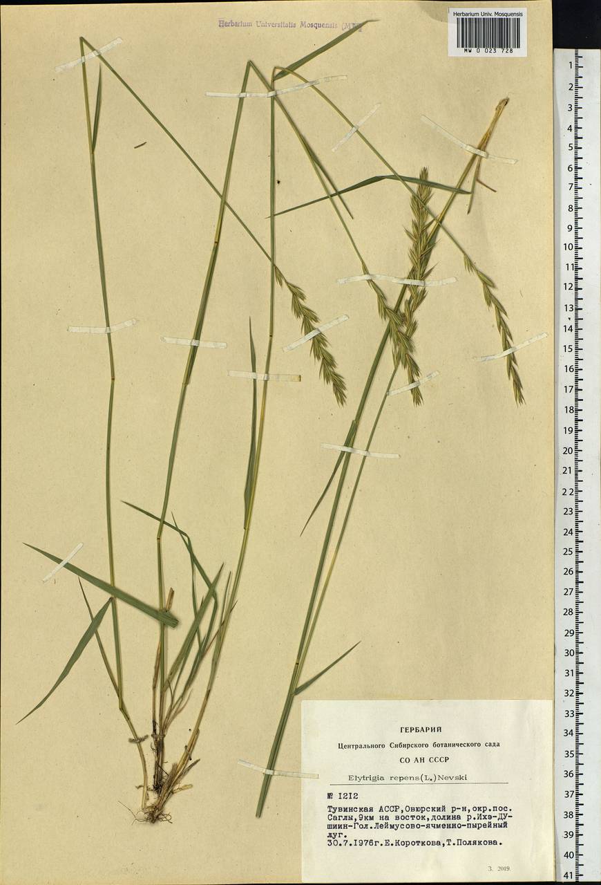 Elymus repens (L.) Gould, Siberia, Altai & Sayany Mountains (S2) (Russia)