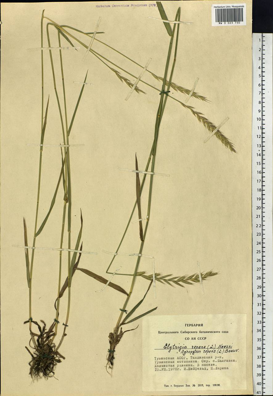 Elymus repens (L.) Gould, Siberia, Altai & Sayany Mountains (S2) (Russia)