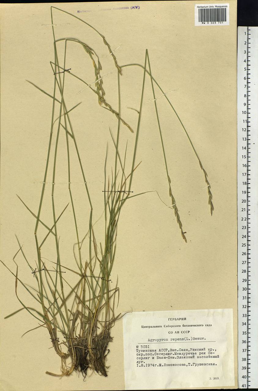 Elymus repens (L.) Gould, Siberia, Altai & Sayany Mountains (S2) (Russia)