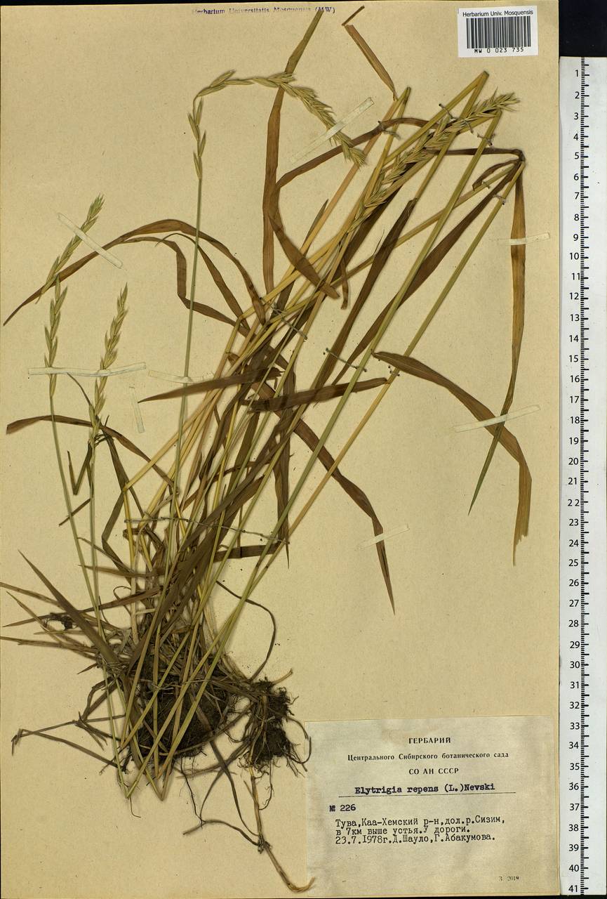 Elymus repens (L.) Gould, Siberia, Altai & Sayany Mountains (S2) (Russia)