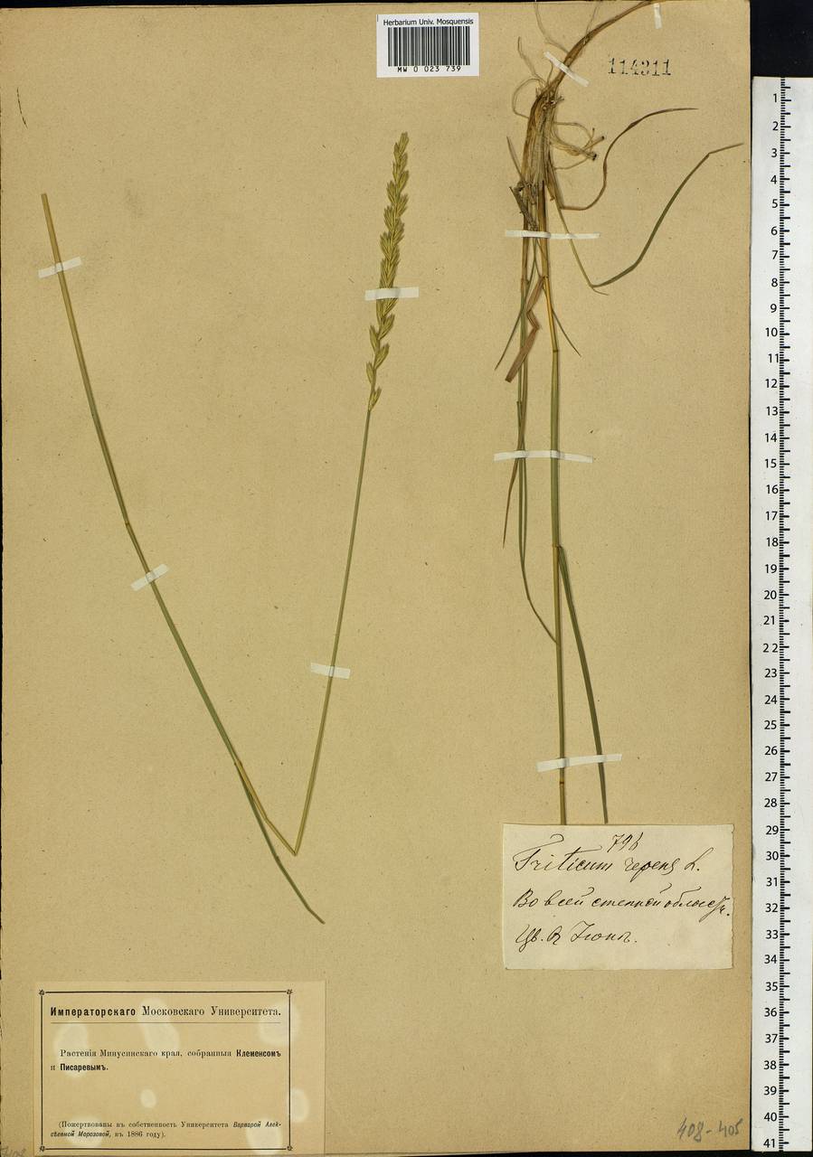 Elymus repens (L.) Gould, Siberia, Altai & Sayany Mountains (S2) (Russia)