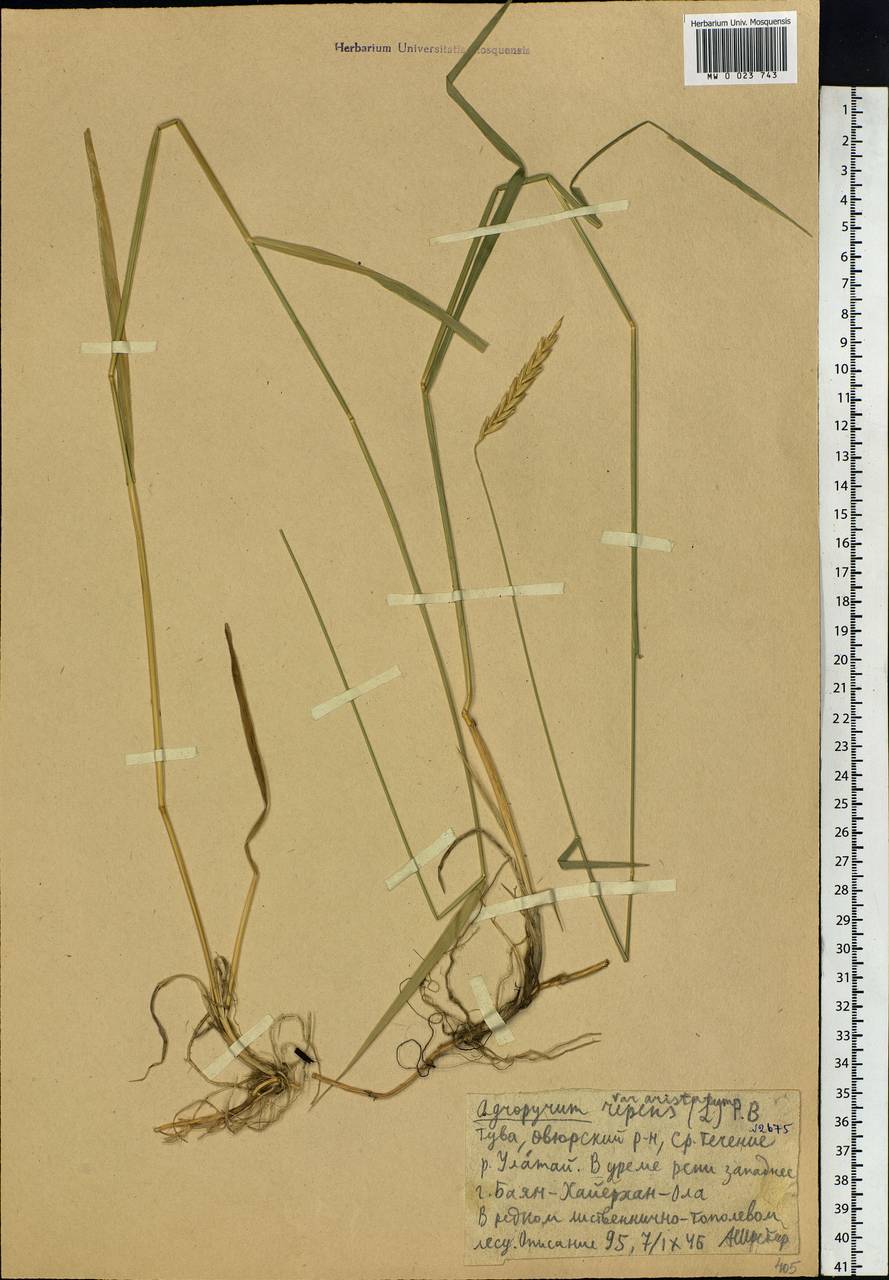 Elymus repens (L.) Gould, Siberia, Altai & Sayany Mountains (S2) (Russia)