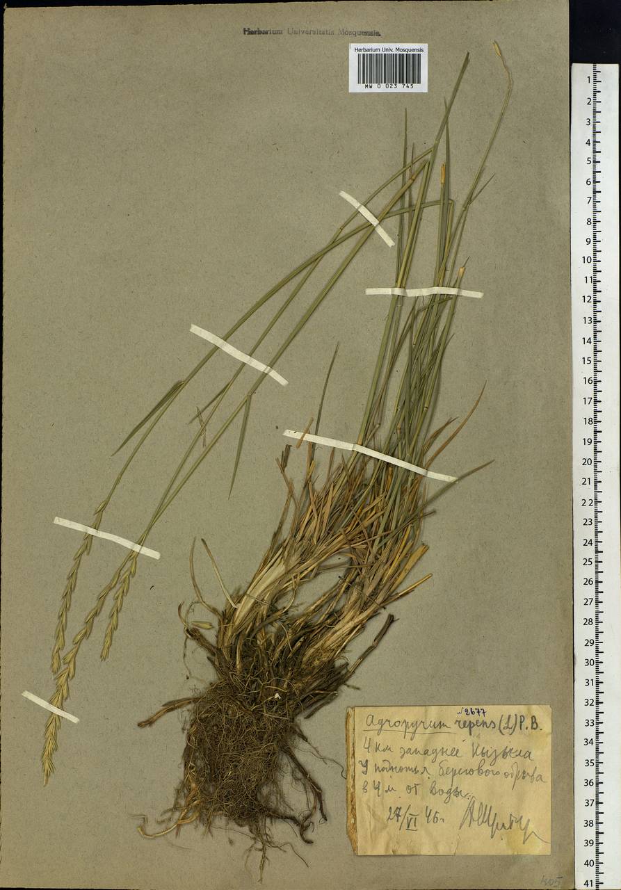 Elymus repens (L.) Gould, Siberia, Altai & Sayany Mountains (S2) (Russia)