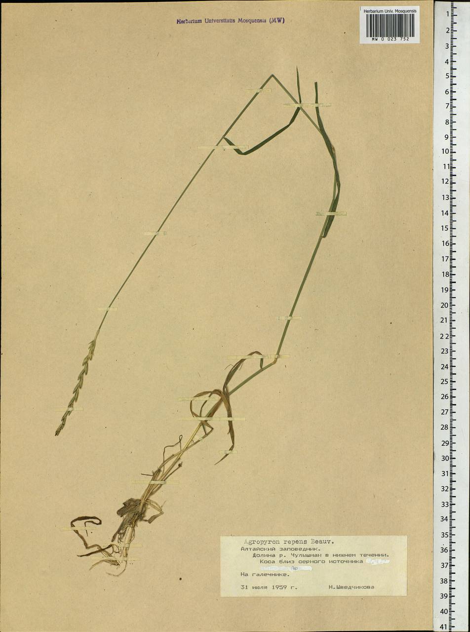 Elymus repens (L.) Gould, Siberia, Altai & Sayany Mountains (S2) (Russia)