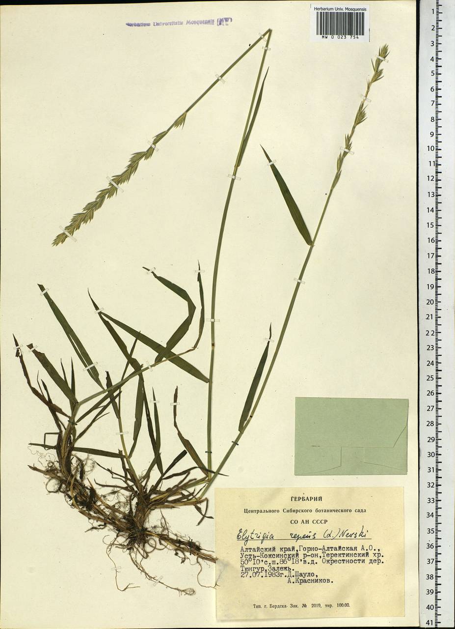 Elymus repens (L.) Gould, Siberia, Altai & Sayany Mountains (S2) (Russia)