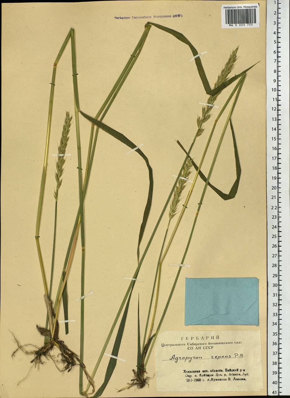 Elymus repens (L.) Gould, Siberia, Altai & Sayany Mountains (S2) (Russia)