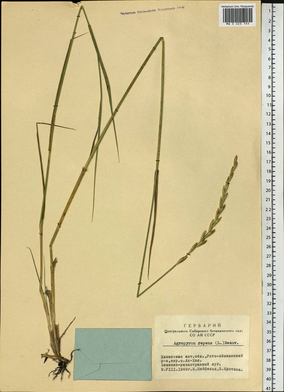 Elymus repens (L.) Gould, Siberia, Altai & Sayany Mountains (S2) (Russia)