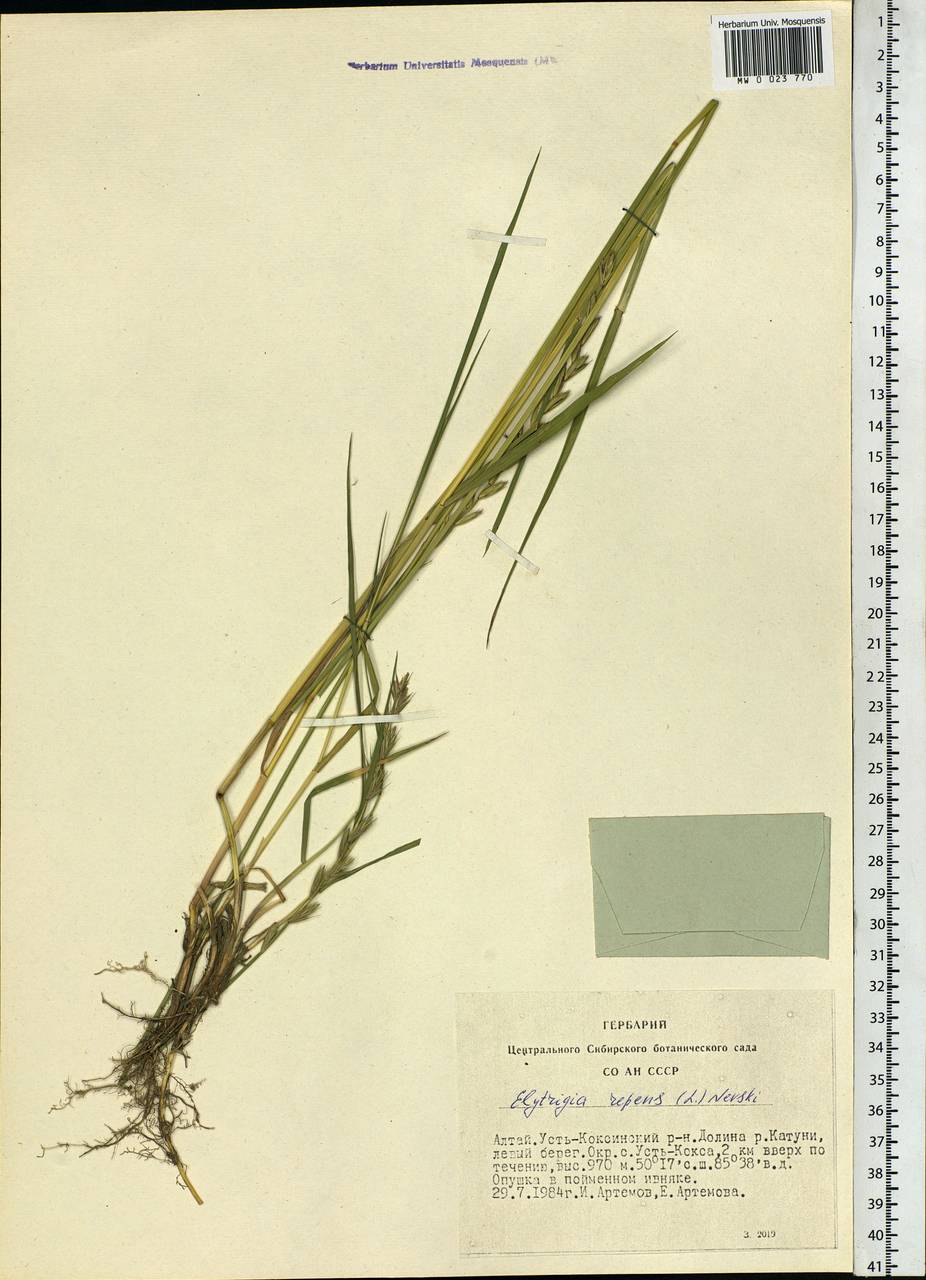 Elymus repens (L.) Gould, Siberia, Altai & Sayany Mountains (S2) (Russia)