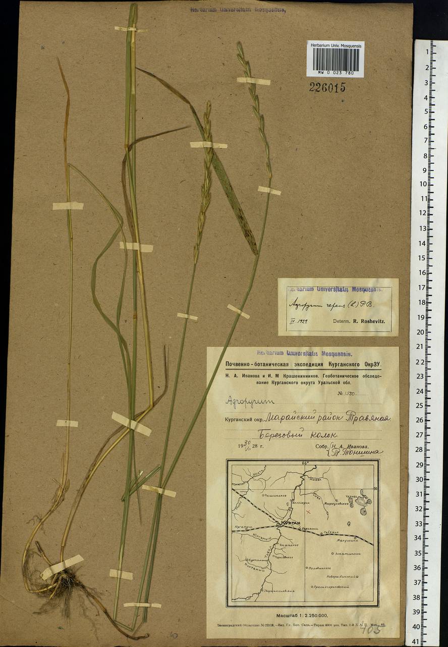 Elymus repens (L.) Gould, Siberia, Western Siberia (S1) (Russia)