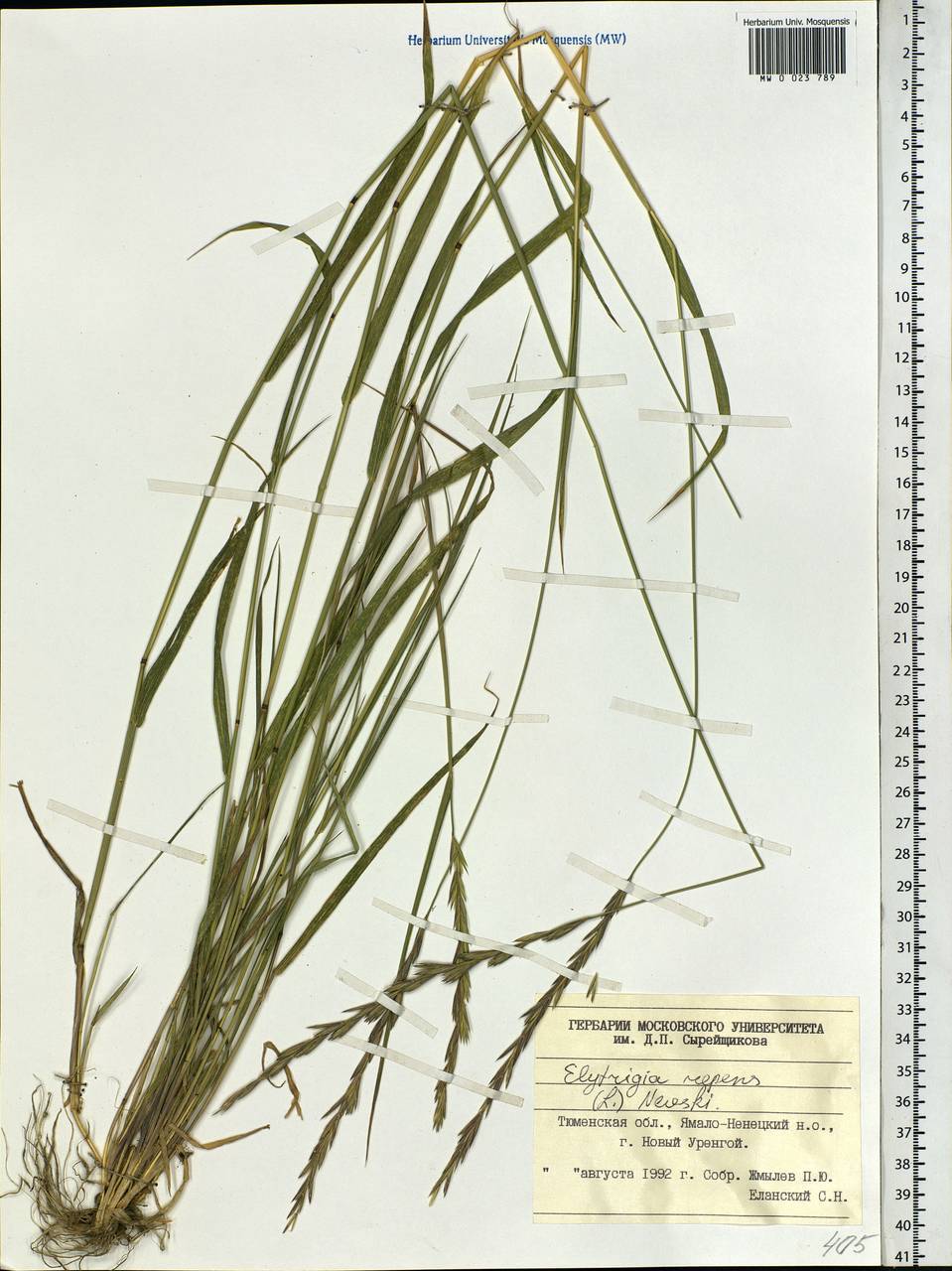 Elymus repens (L.) Gould, Siberia, Western Siberia (S1) (Russia)