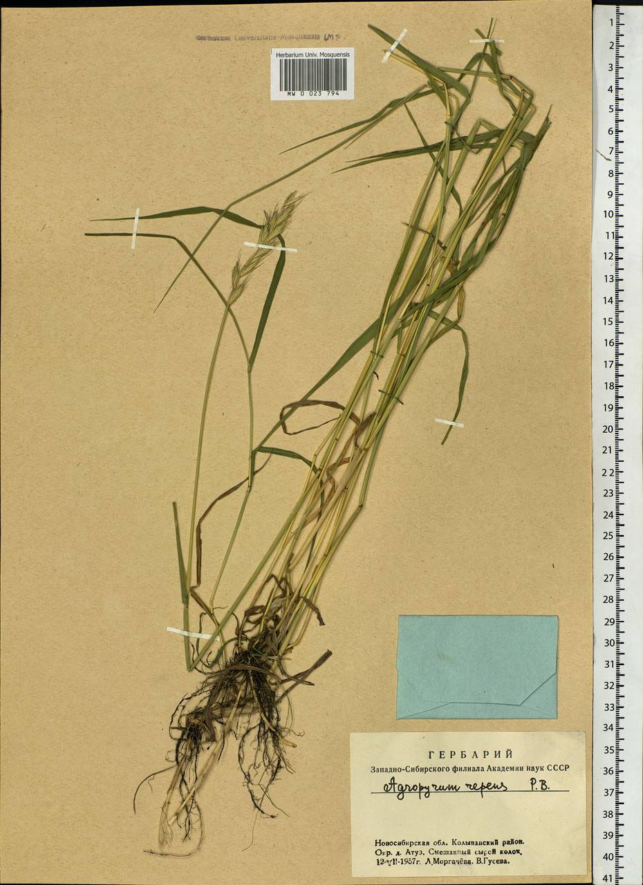 Elymus repens (L.) Gould, Siberia, Western Siberia (S1) (Russia)