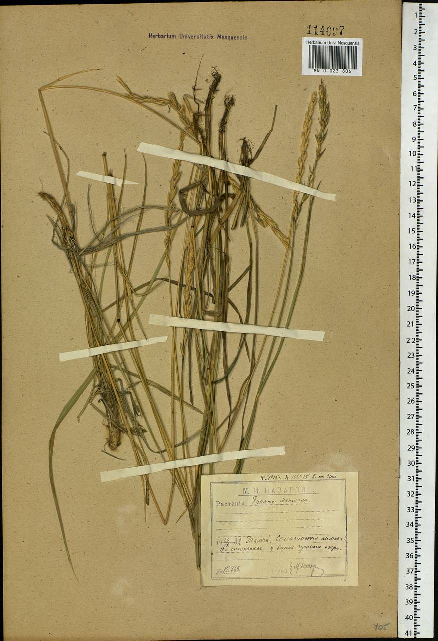 Leymus ramosus (K.Richt.) Tzvelev, Siberia, Baikal & Transbaikal region (S4) (Russia)