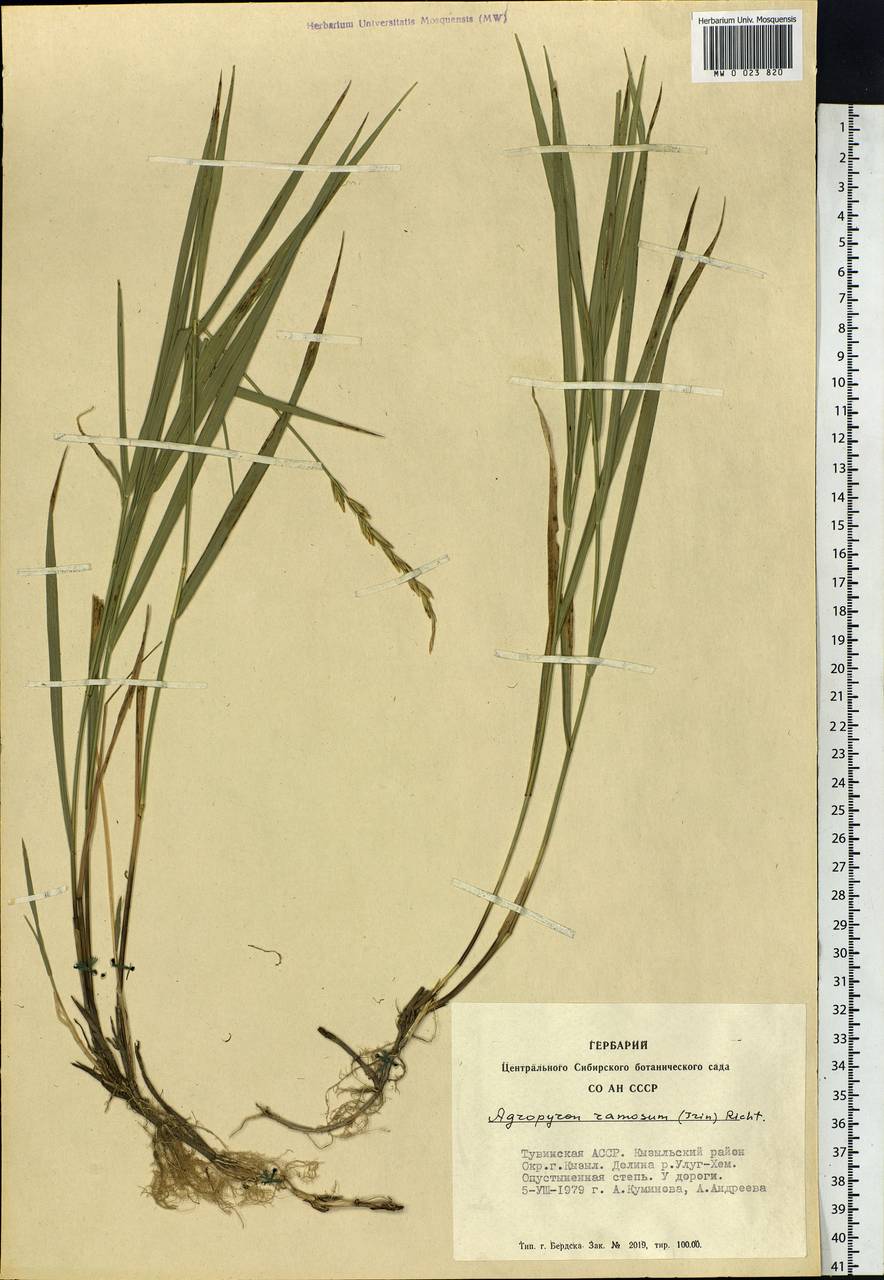 Leymus ramosus (K.Richt.) Tzvelev, Siberia, Altai & Sayany Mountains (S2) (Russia)