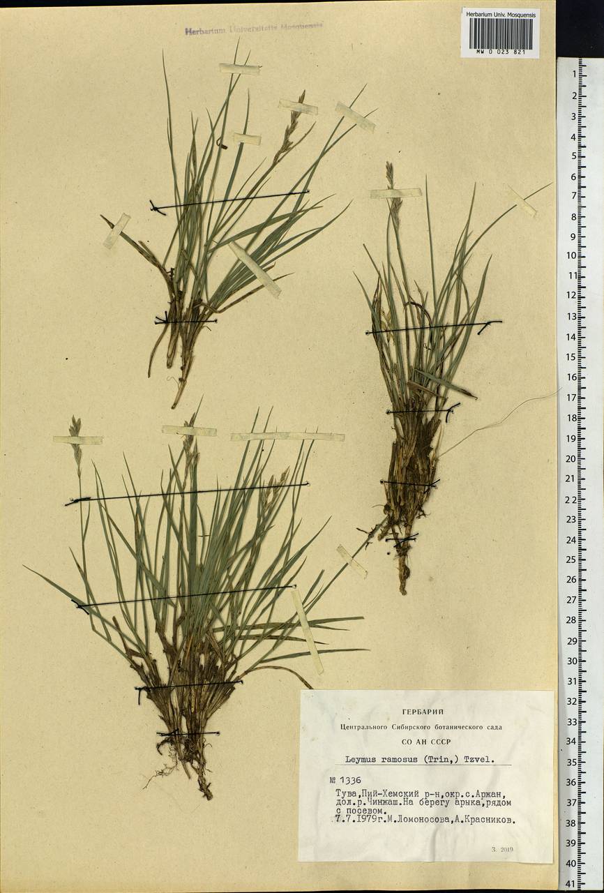 Leymus ramosus (K.Richt.) Tzvelev, Siberia, Altai & Sayany Mountains (S2) (Russia)