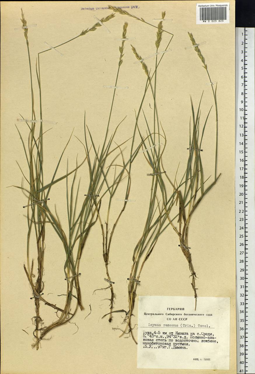Leymus ramosus (K.Richt.) Tzvelev, Siberia, Altai & Sayany Mountains (S2) (Russia)