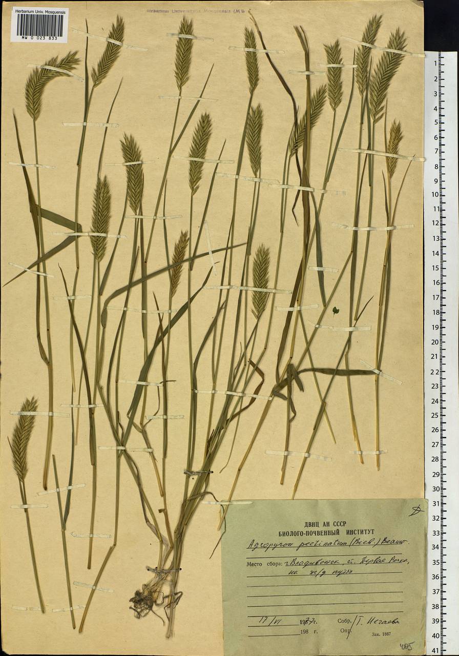 Agropyron cristatum (L.) Gaertn., Siberia, Russian Far East (S6) (Russia)