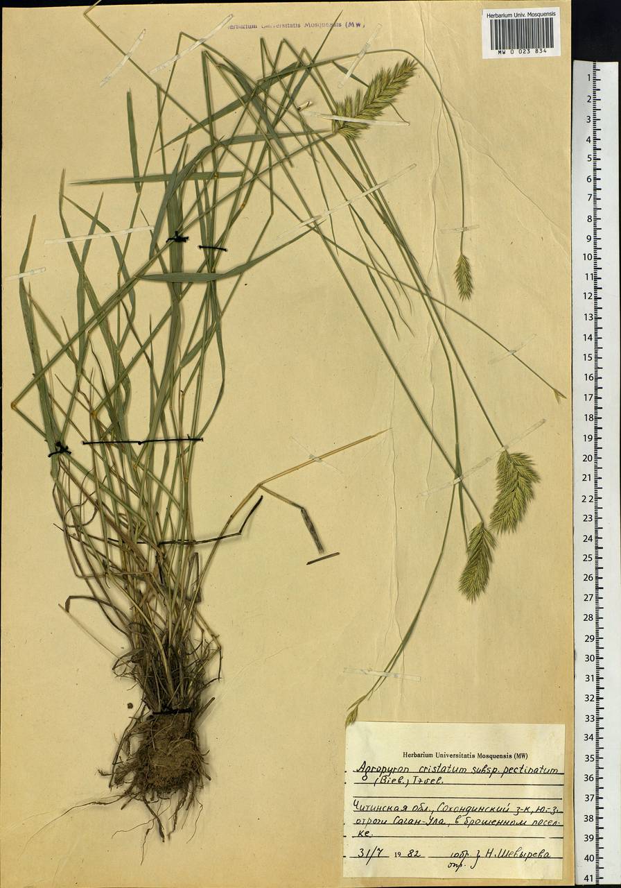 Agropyron cristatum (L.) Gaertn., Siberia, Baikal & Transbaikal region (S4) (Russia)