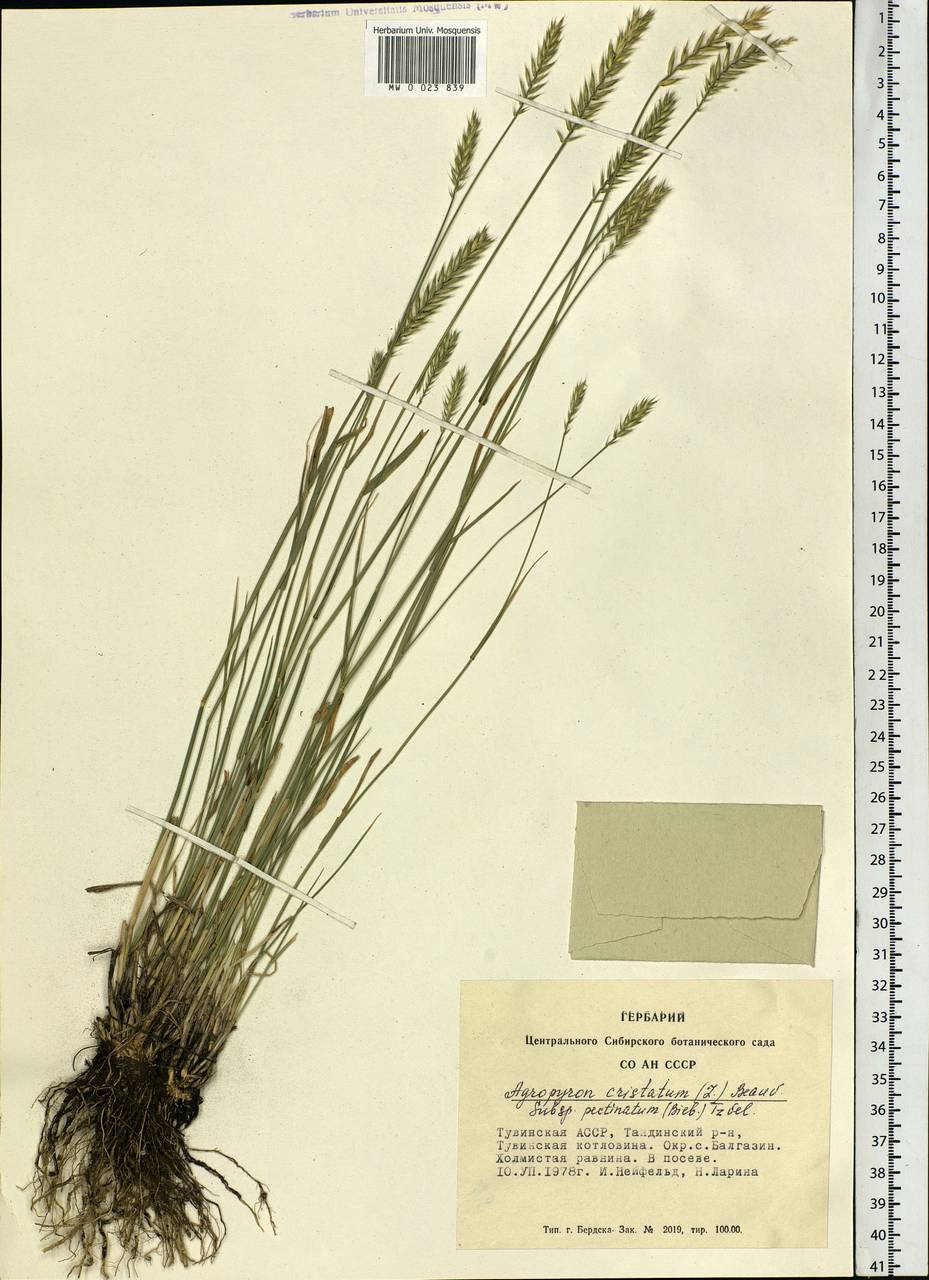 Agropyron cristatum (L.) Gaertn., Siberia, Altai & Sayany Mountains (S2) (Russia)