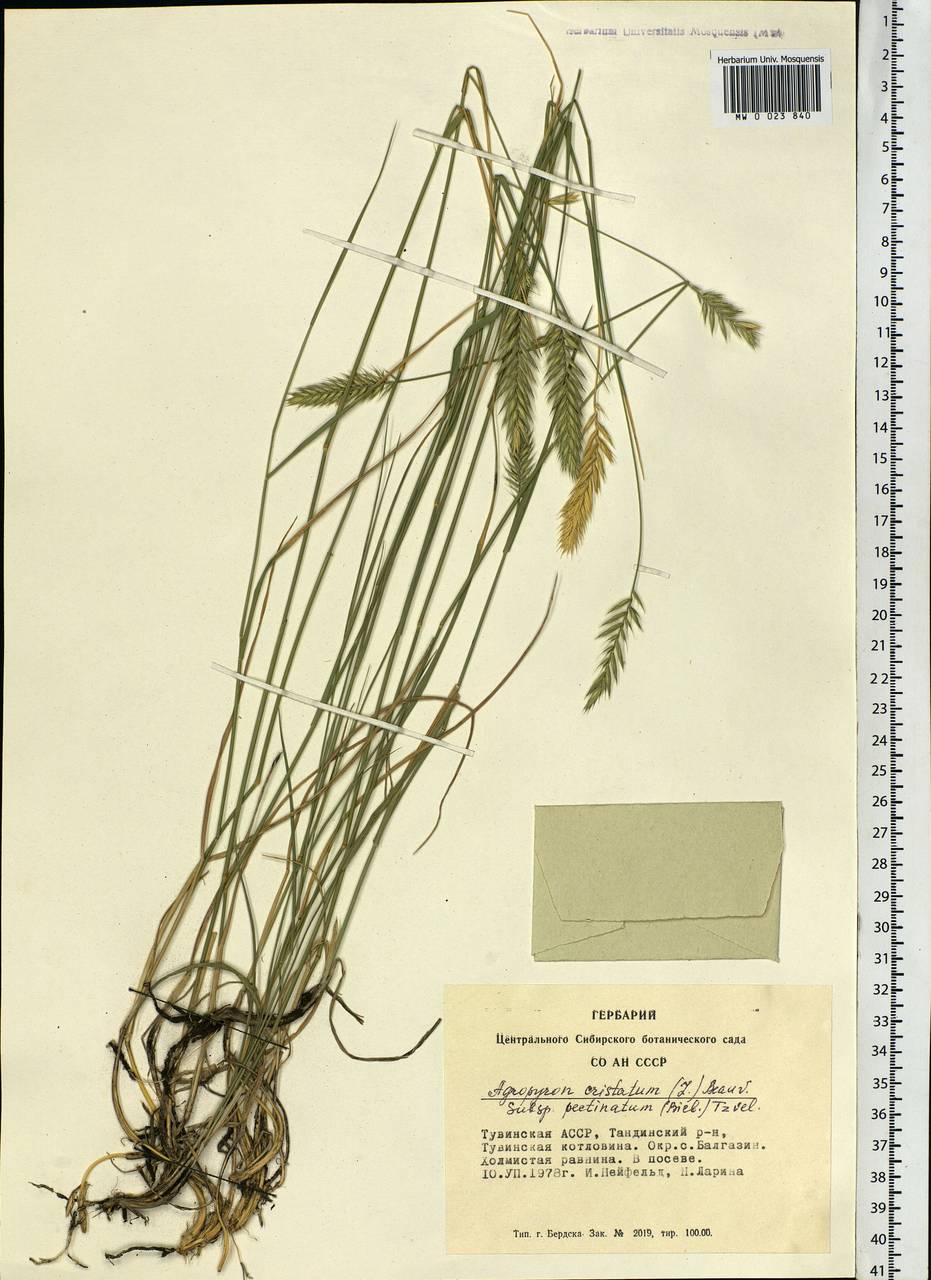 Agropyron cristatum (L.) Gaertn., Siberia, Altai & Sayany Mountains (S2) (Russia)