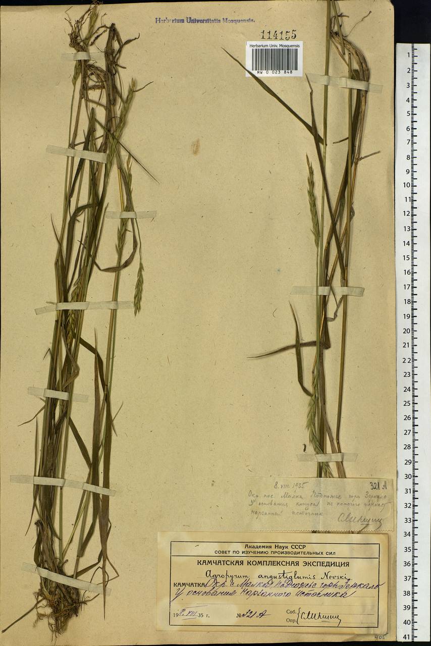 Elymus mutabilis (Drobow) Tzvelev, Siberia, Chukotka & Kamchatka (S7) (Russia)