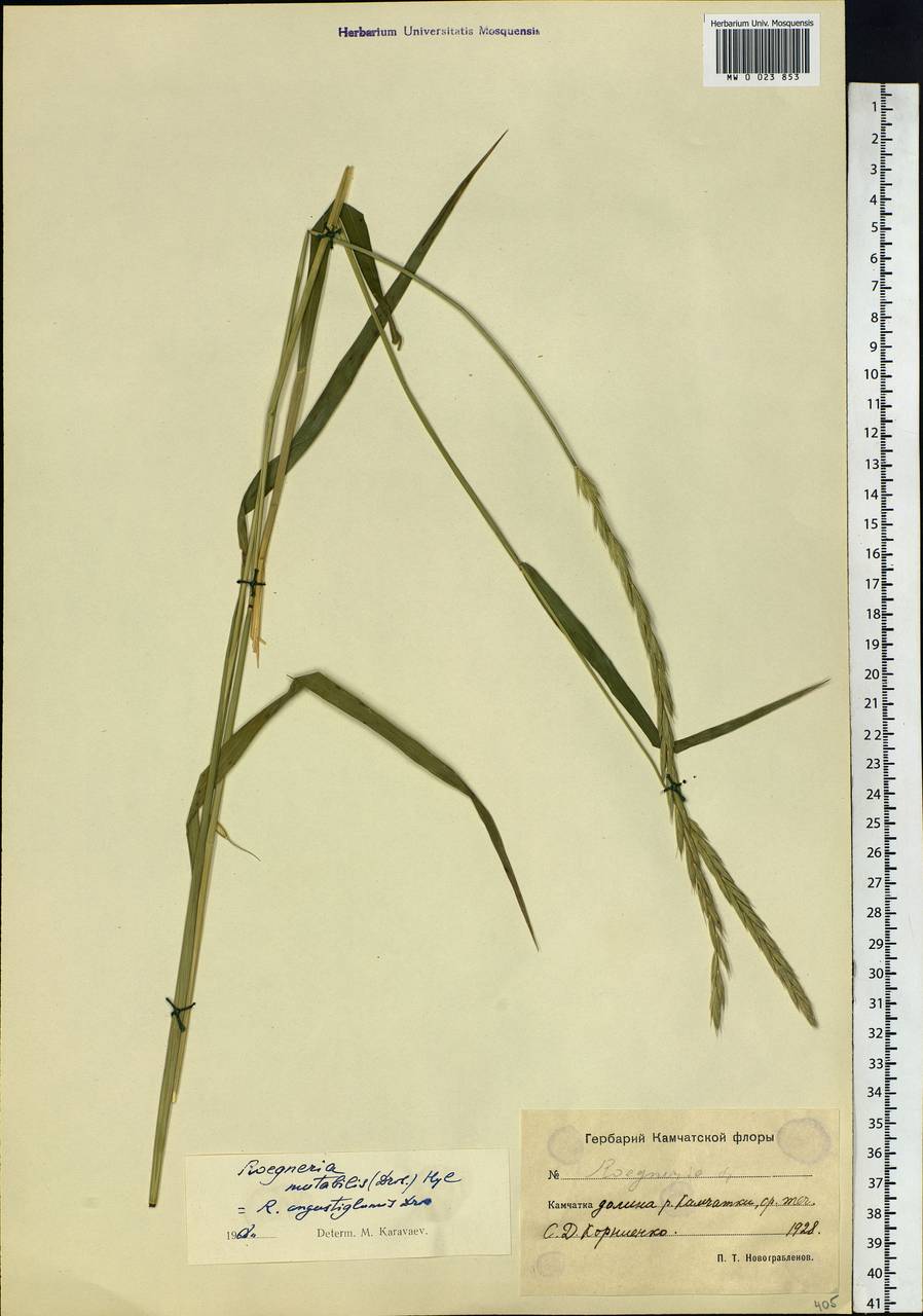 Elymus mutabilis (Drobow) Tzvelev, Siberia, Chukotka & Kamchatka (S7) (Russia)