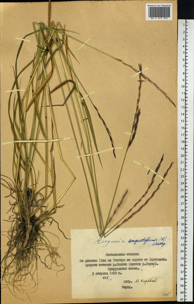 Elymus mutabilis (Drobow) Tzvelev, Siberia, Chukotka & Kamchatka (S7) (Russia)