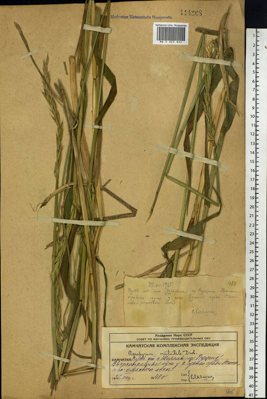 Elymus mutabilis (Drobow) Tzvelev, Siberia, Chukotka & Kamchatka (S7) (Russia)
