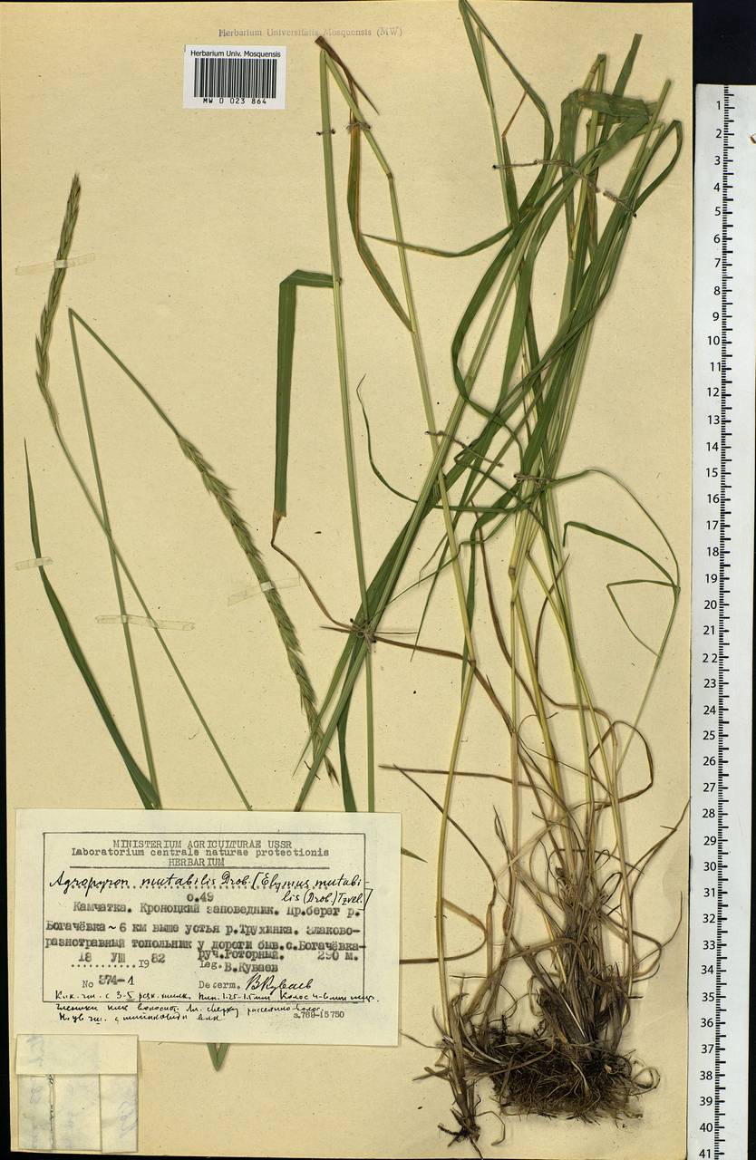 Elymus mutabilis (Drobow) Tzvelev, Siberia, Chukotka & Kamchatka (S7) (Russia)
