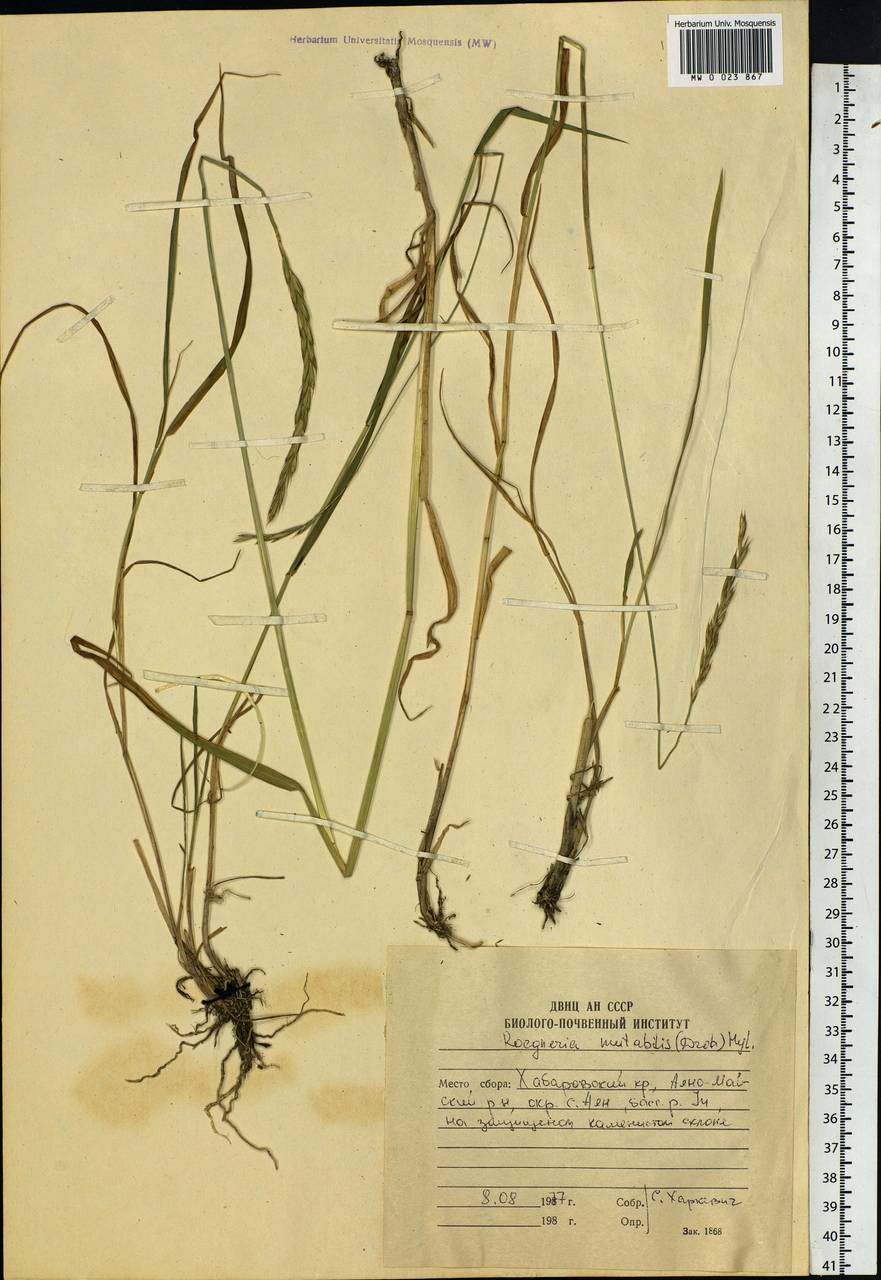 Elymus mutabilis (Drobow) Tzvelev, Siberia, Russian Far East (S6) (Russia)